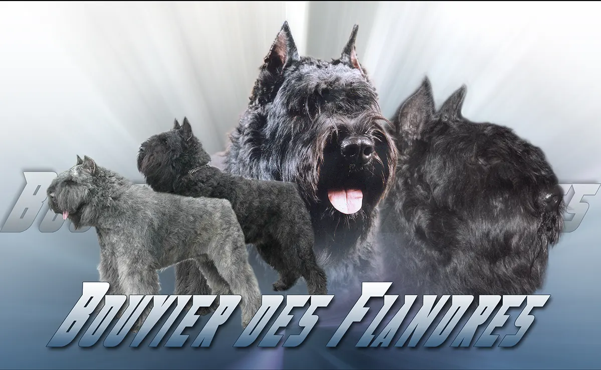 Bouvier Des Flandres