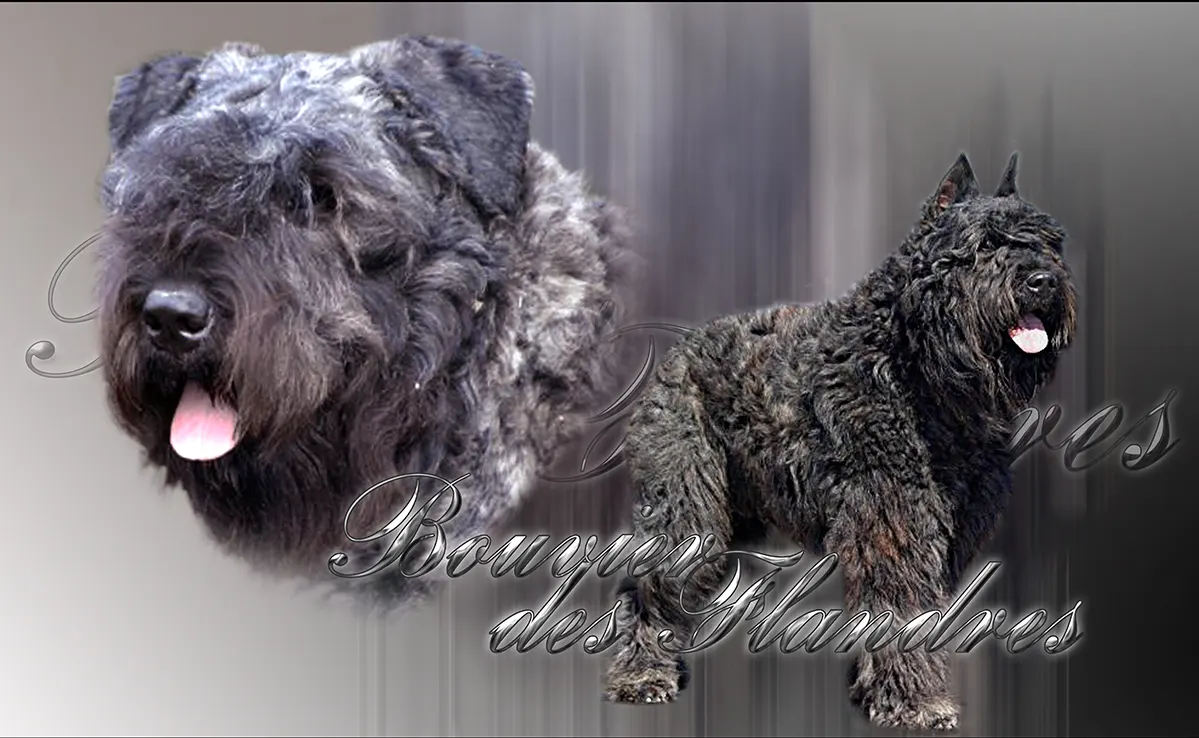 Bouvier Des Flandres