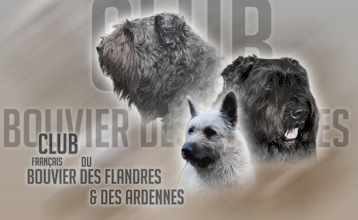 Bouvier Des Flandres