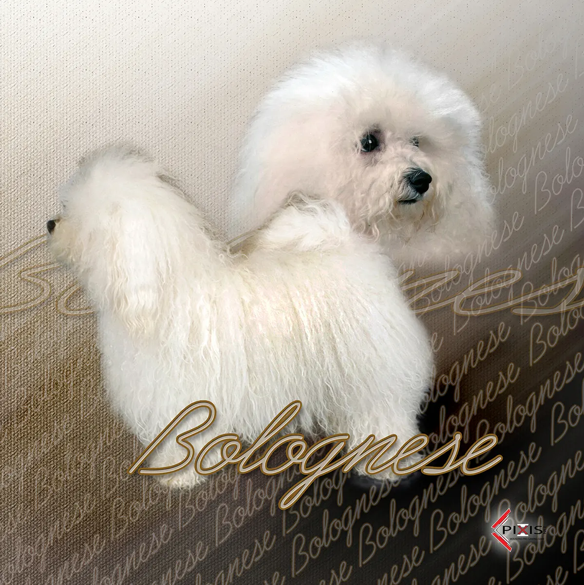 plaque attention chien bichon bolonais