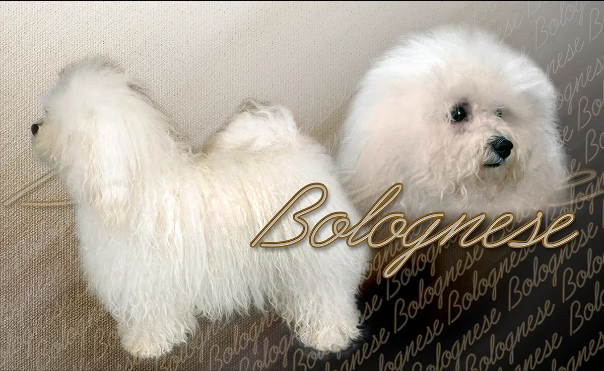 Bichon Bolonais