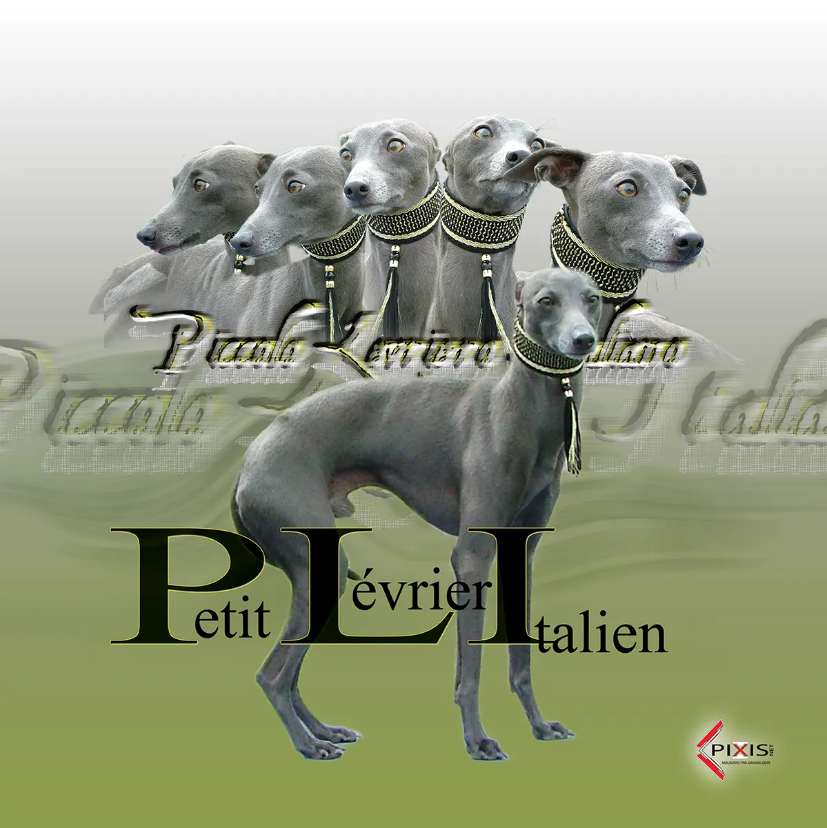 plaque attention chien petit levrier italien