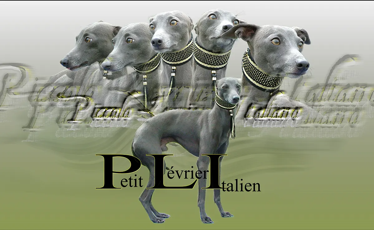Petit Levrier Italien