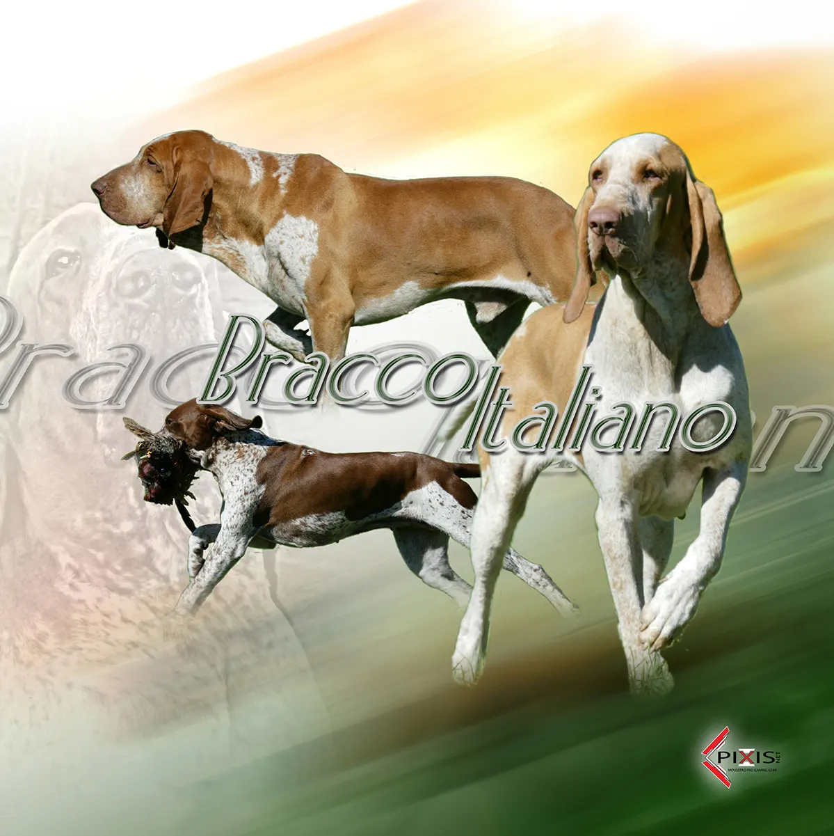 plaque attention chien braque italien