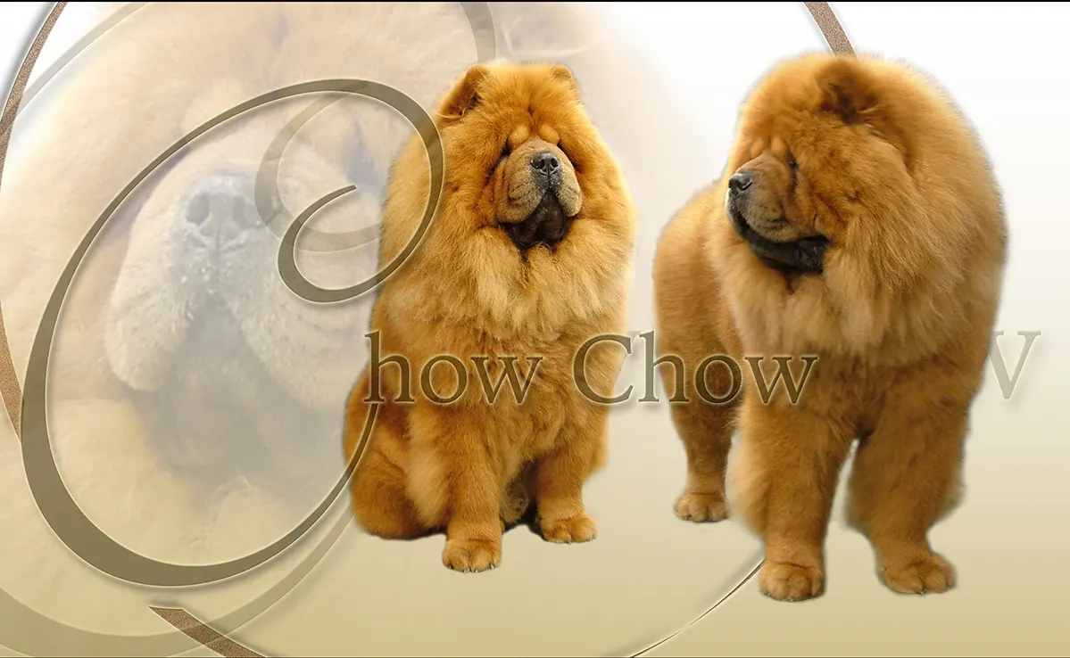 Chow Chow