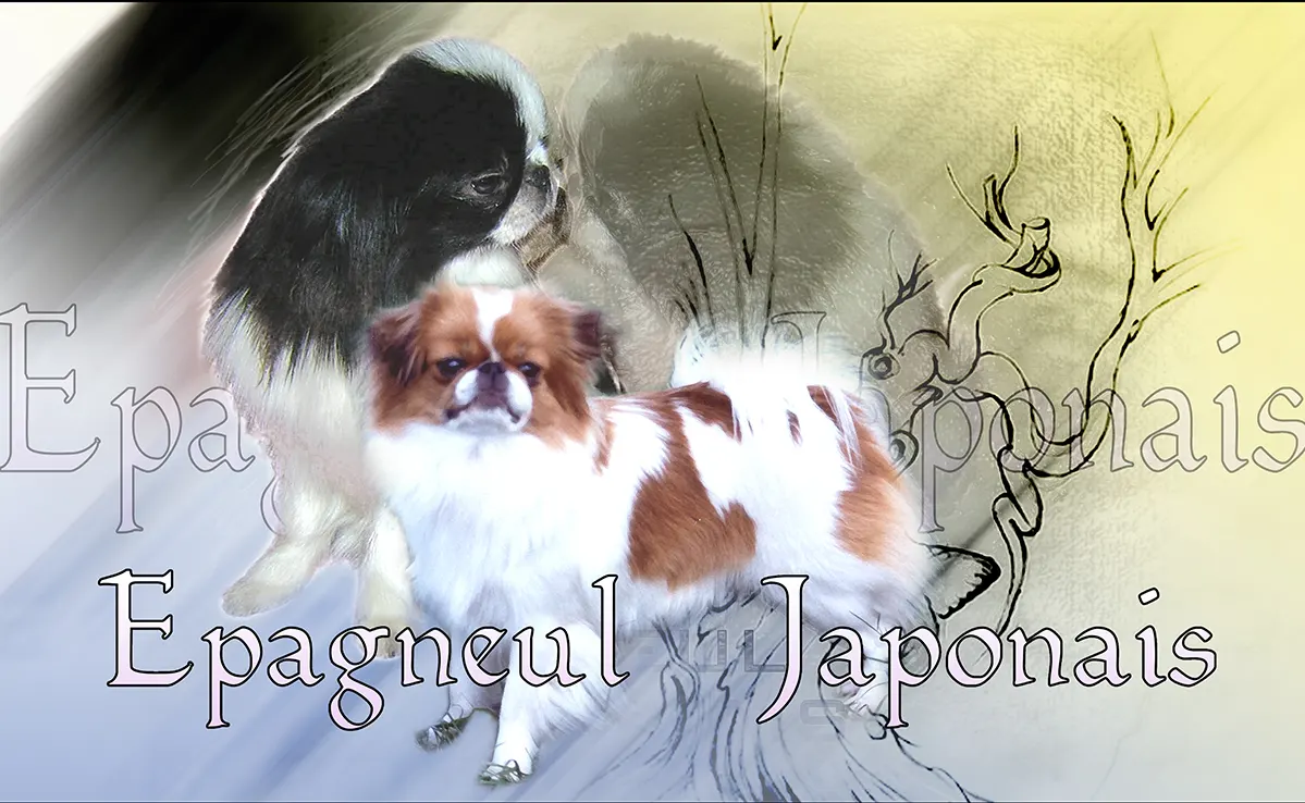 Epagneul Japonais
