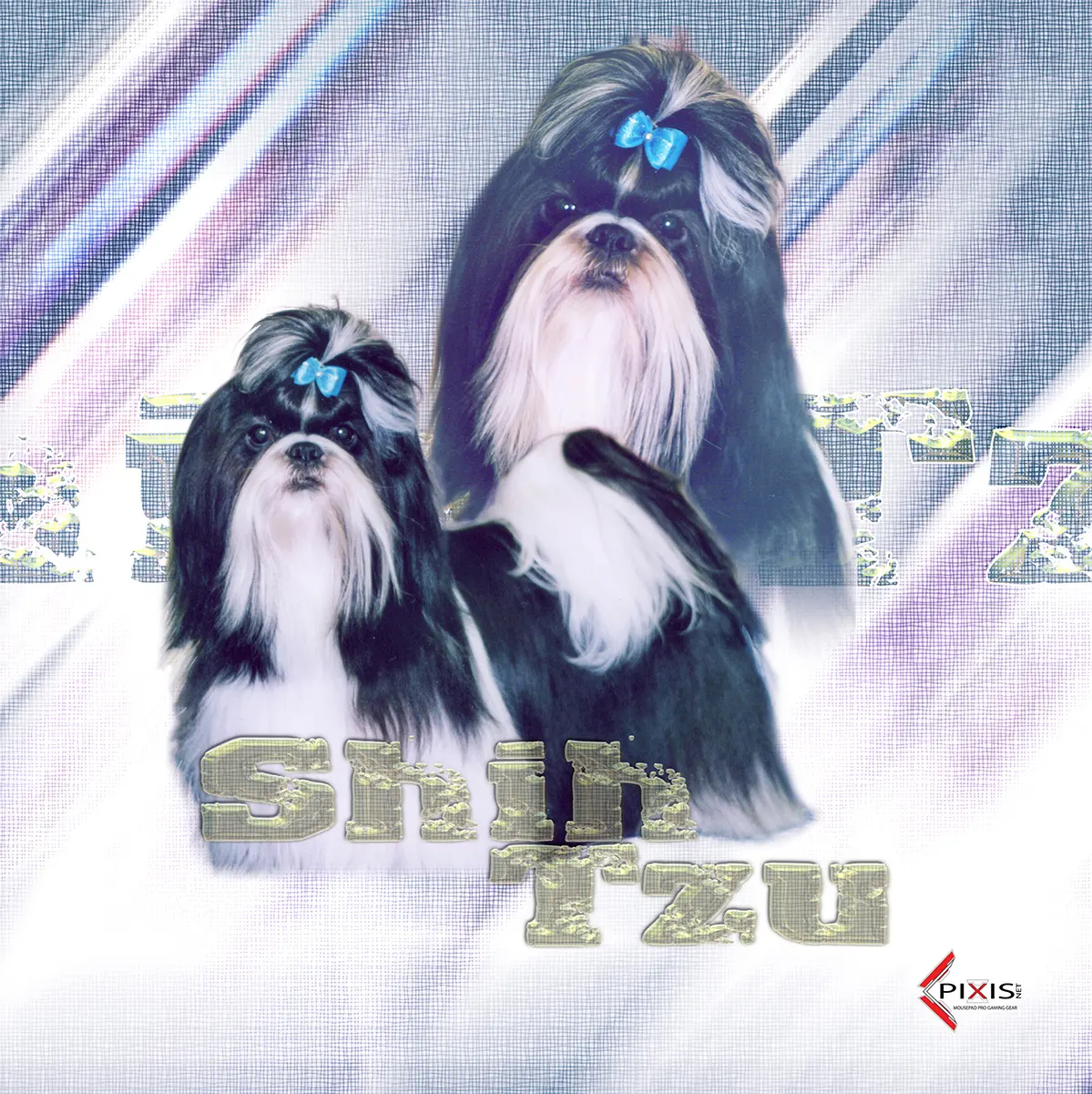 plaque attention chien shih tzu