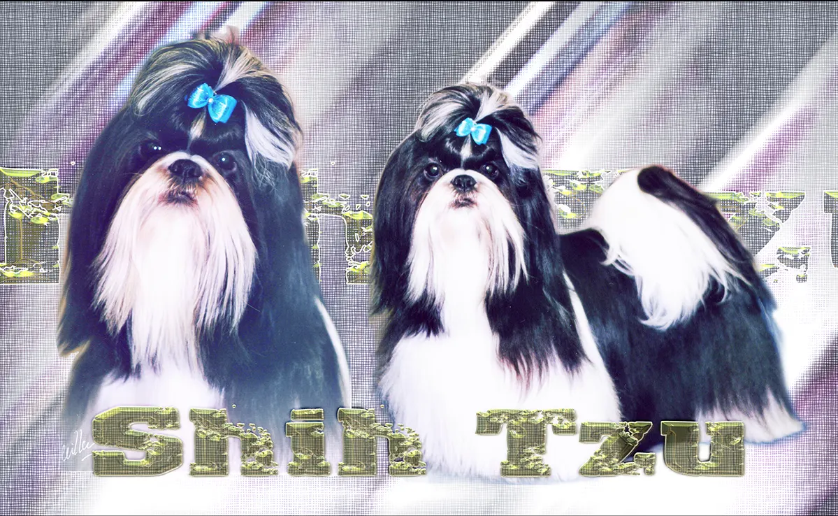 Shih Tzu