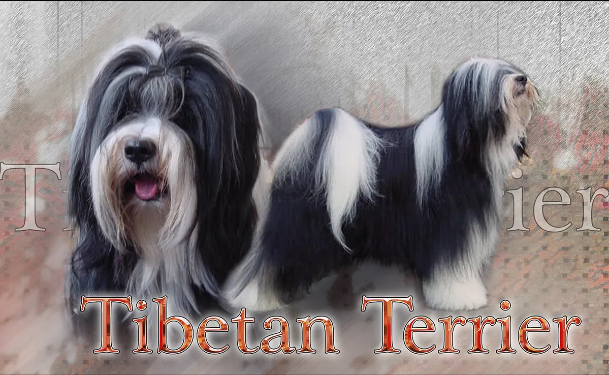 Terrier Du Tibet