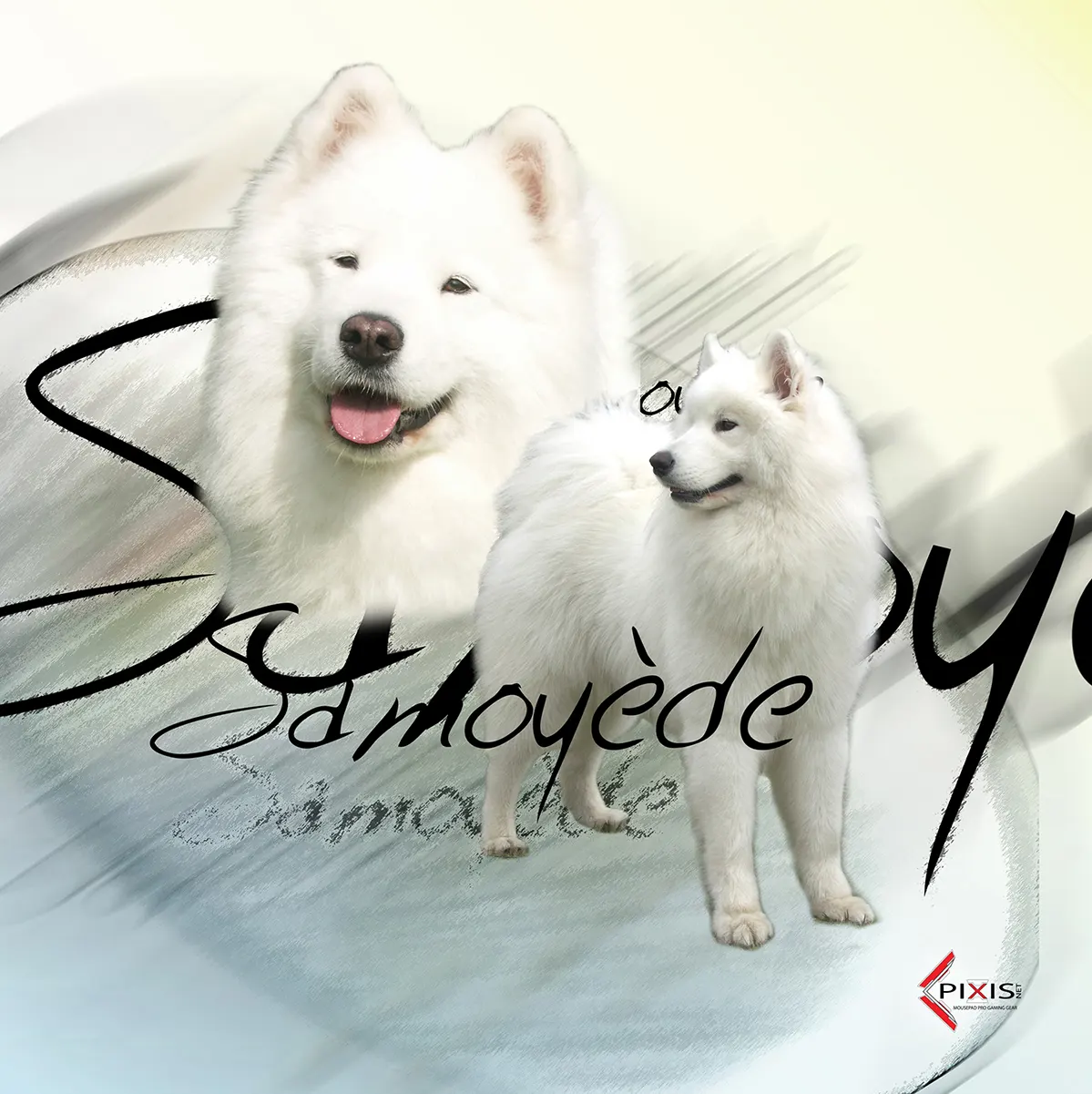 plaque attention chien samoyede