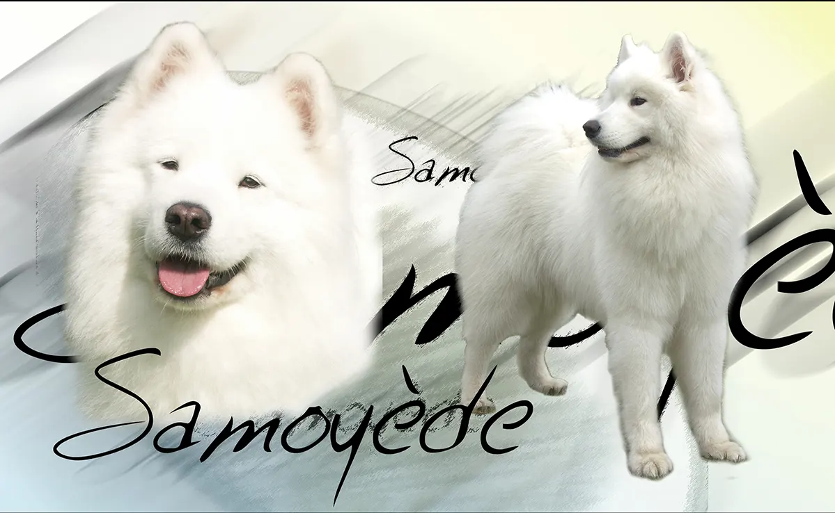 Samoyede