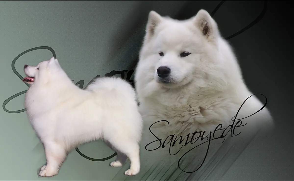 Samoyede