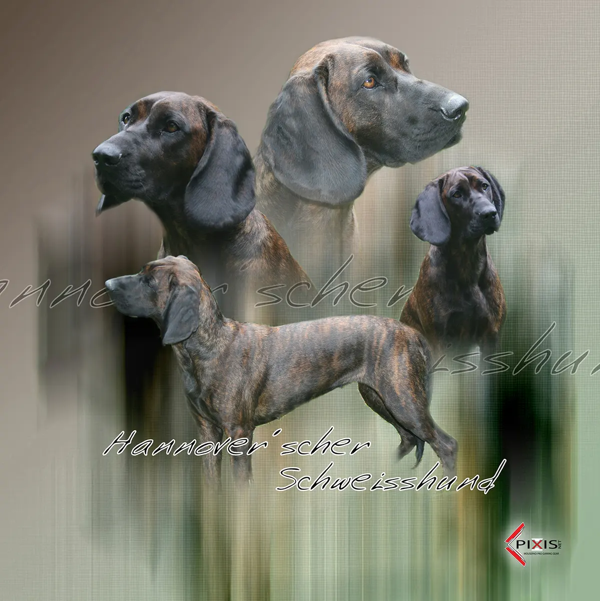 Chien Rouge de Hannovre plaque attention chien chien rouge de hannovre