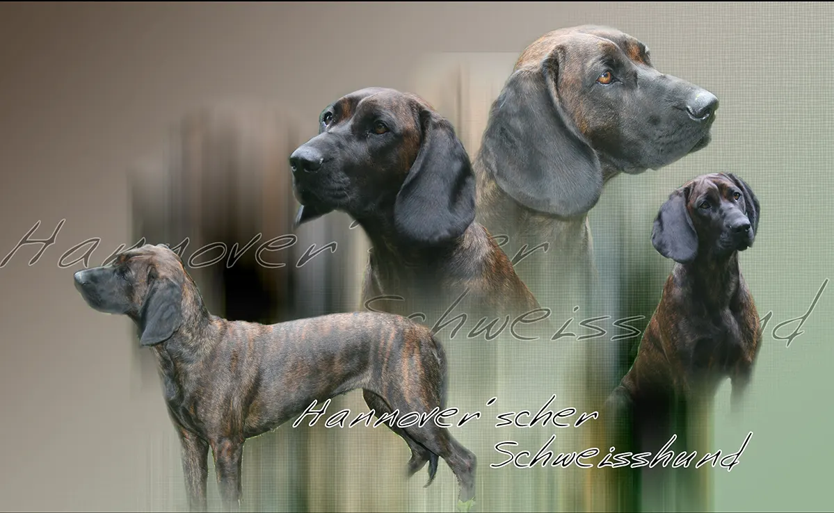 Chien Rouge de Hannovre