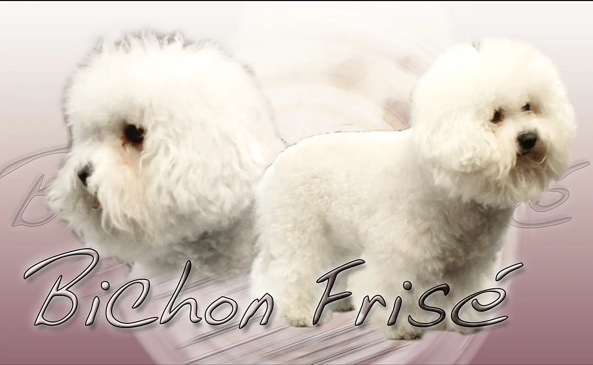 Bichon Frise