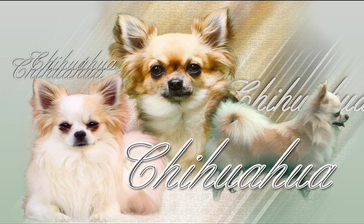 Chihuahua