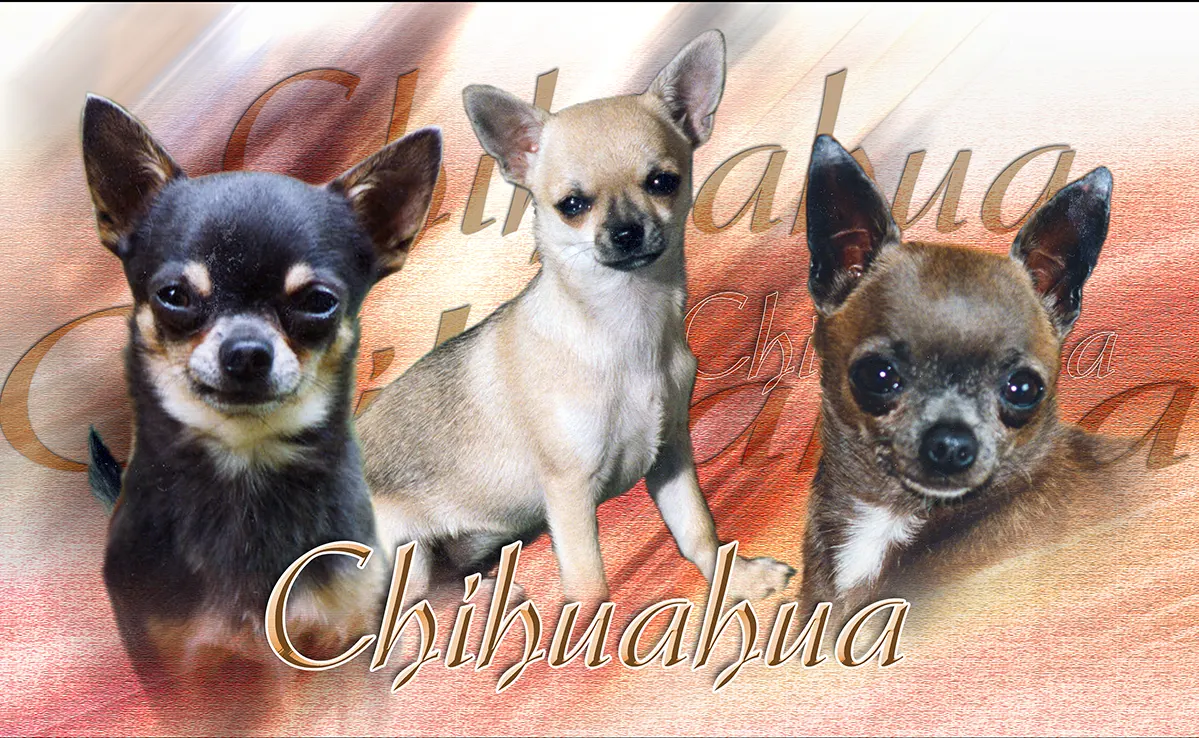 Chihuahua