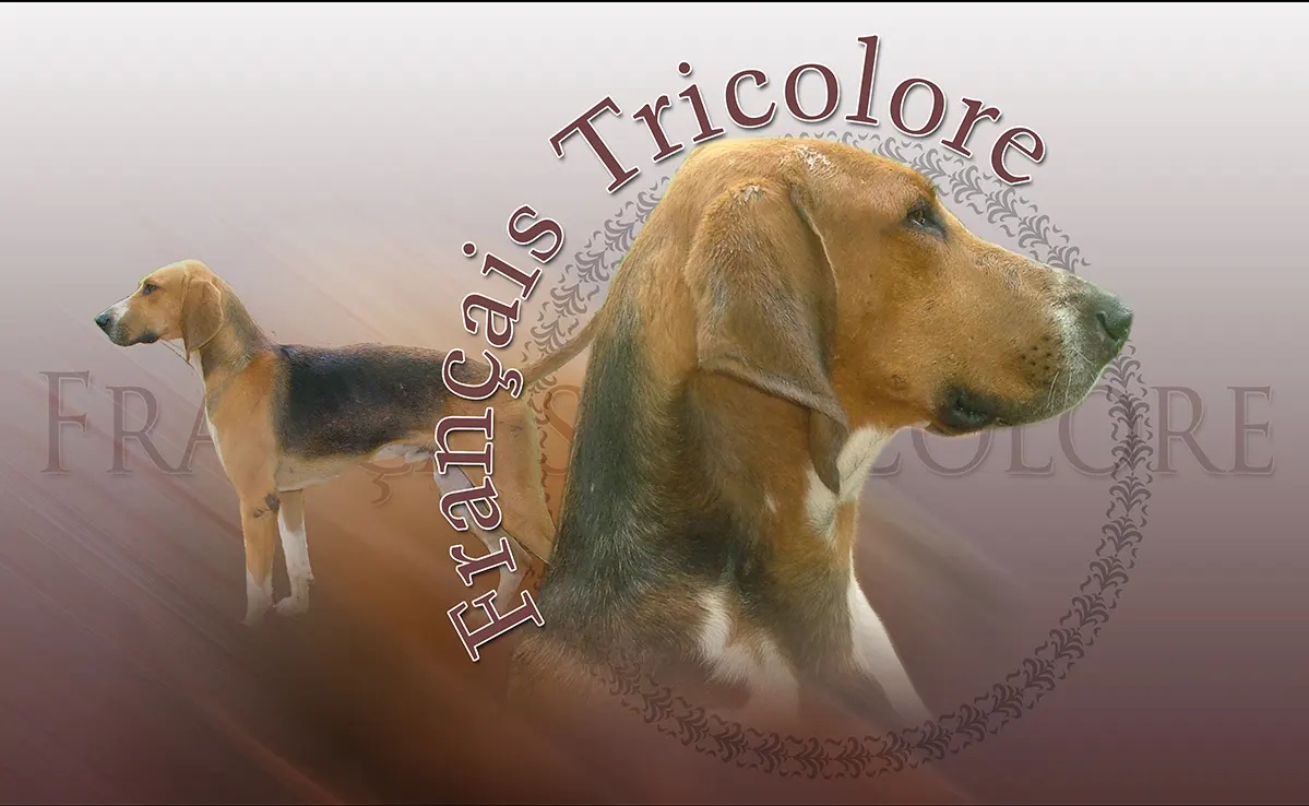 Francais Tricolore