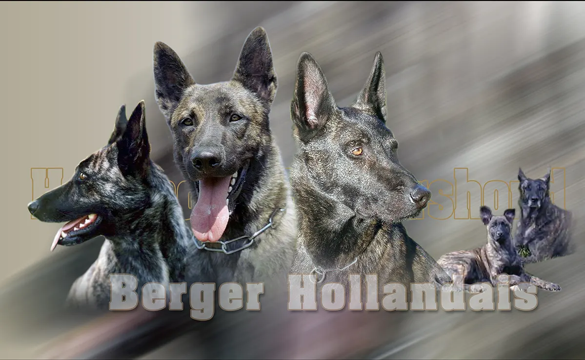 Berger Hollandais