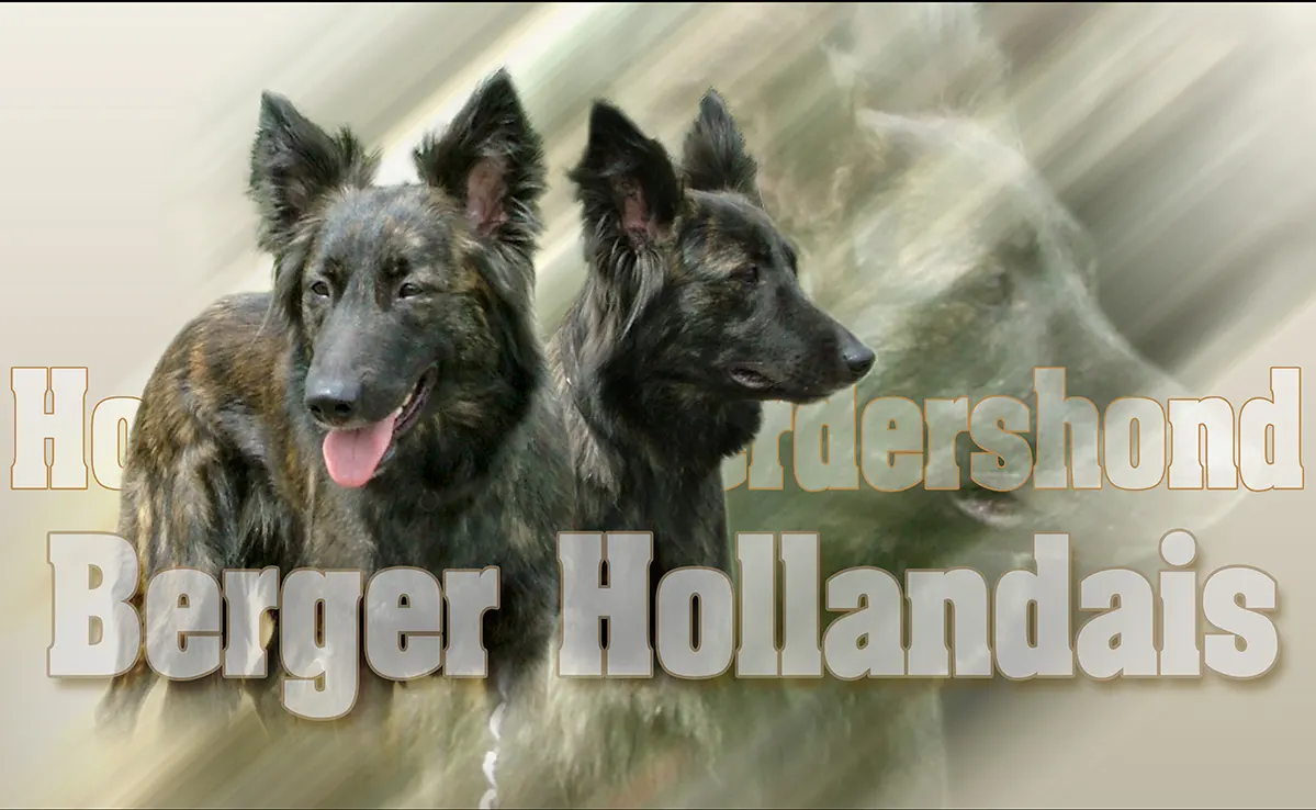 Berger Hollandais