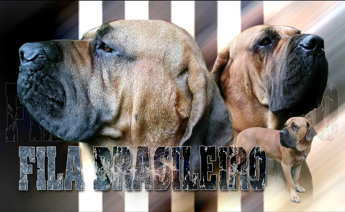 Fila Brasileiro