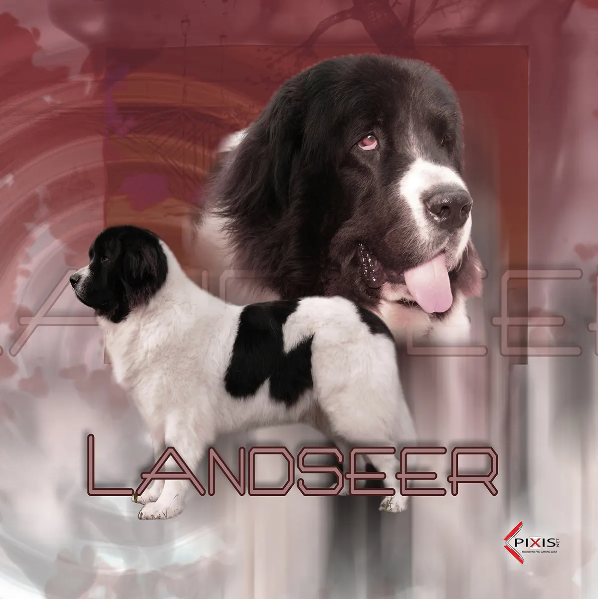 plaque attention chien landseer