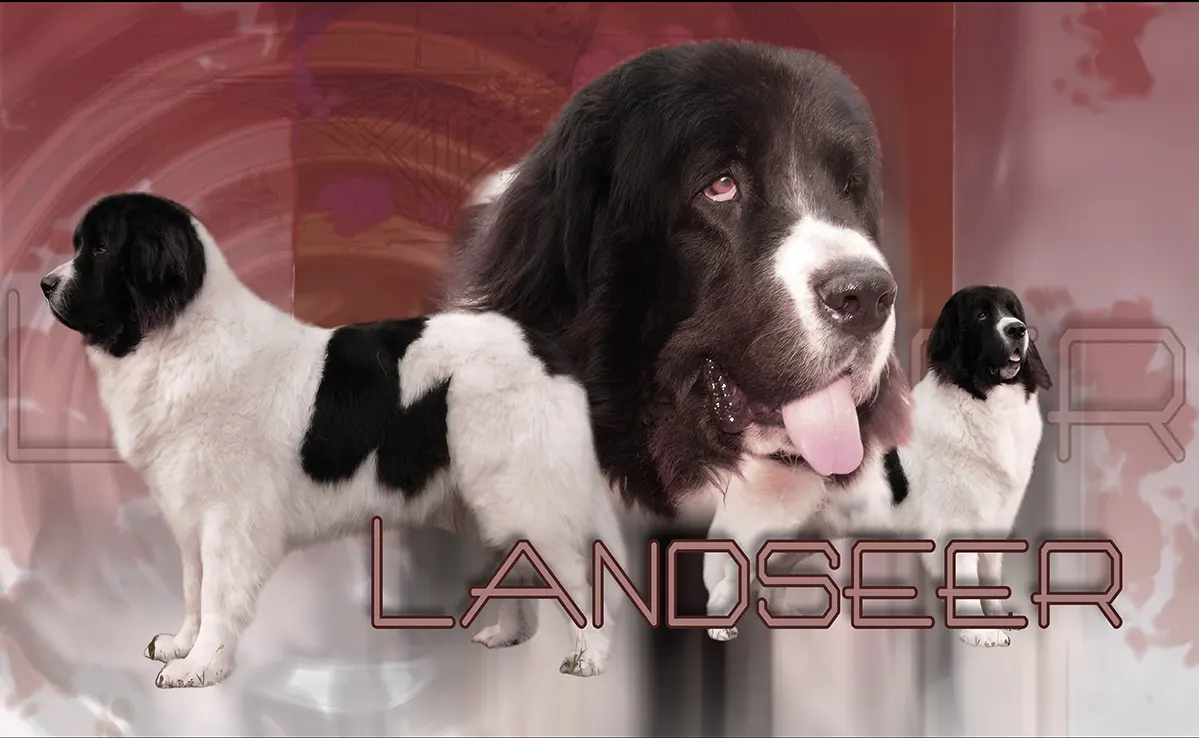 Landseer