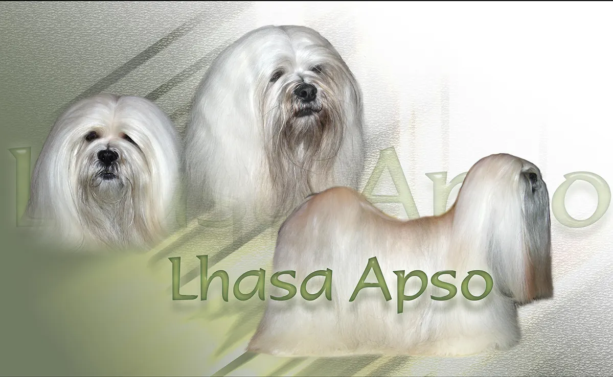 Lhasa-Apso