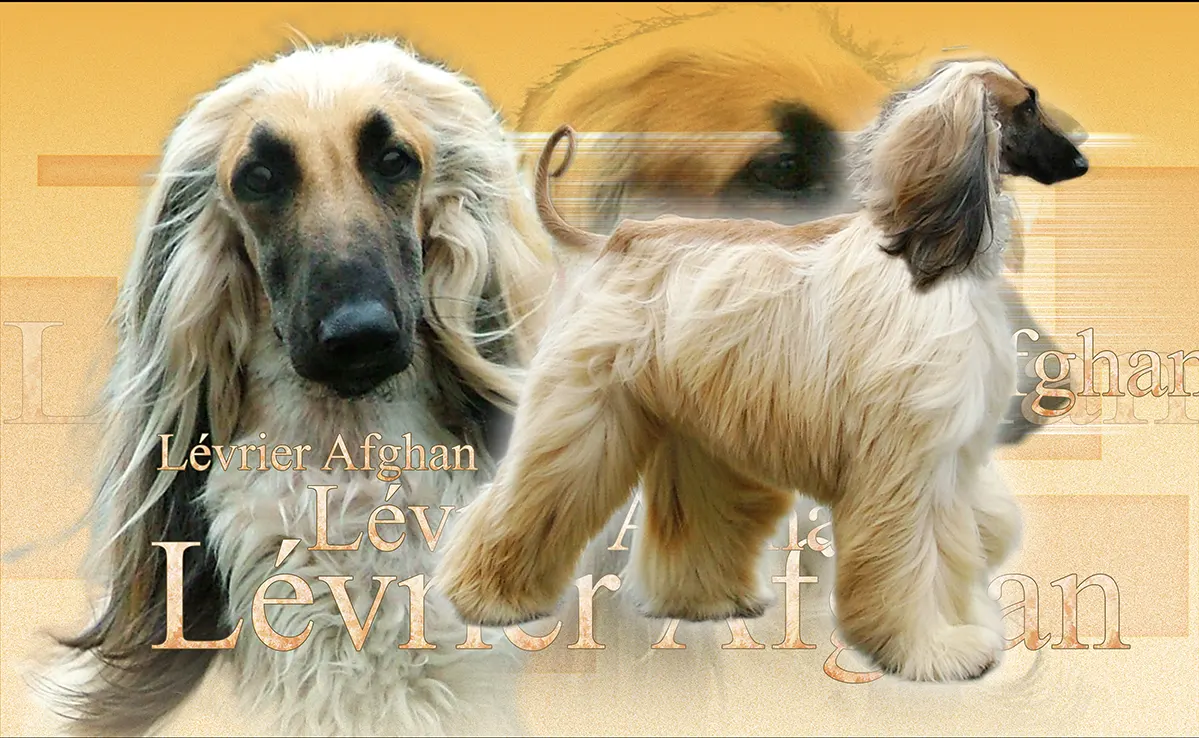 Levrier Afghan