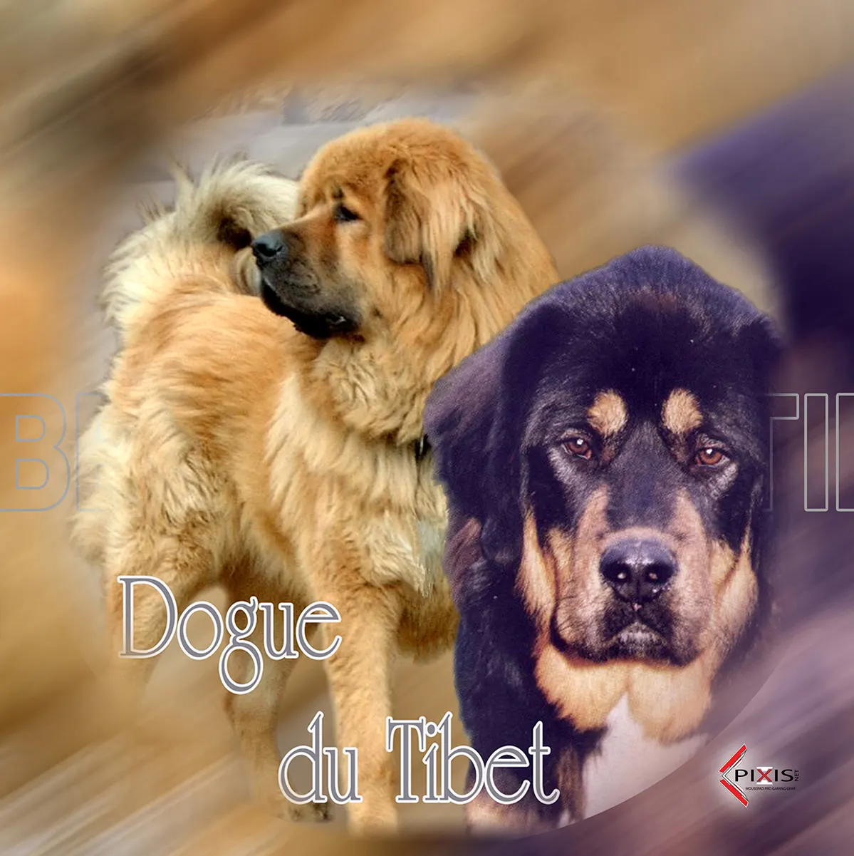 plaque attention chien dogue du tibet