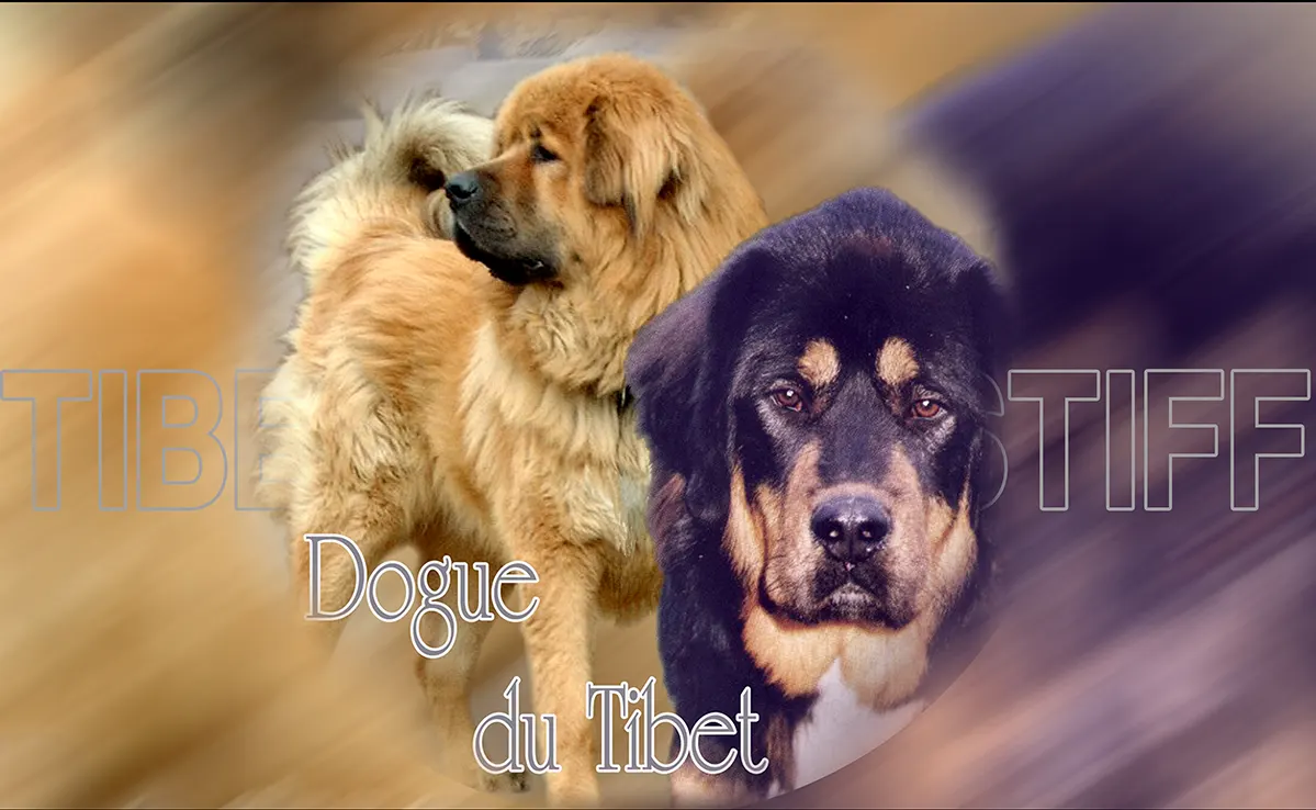 Dogue Du Tibet