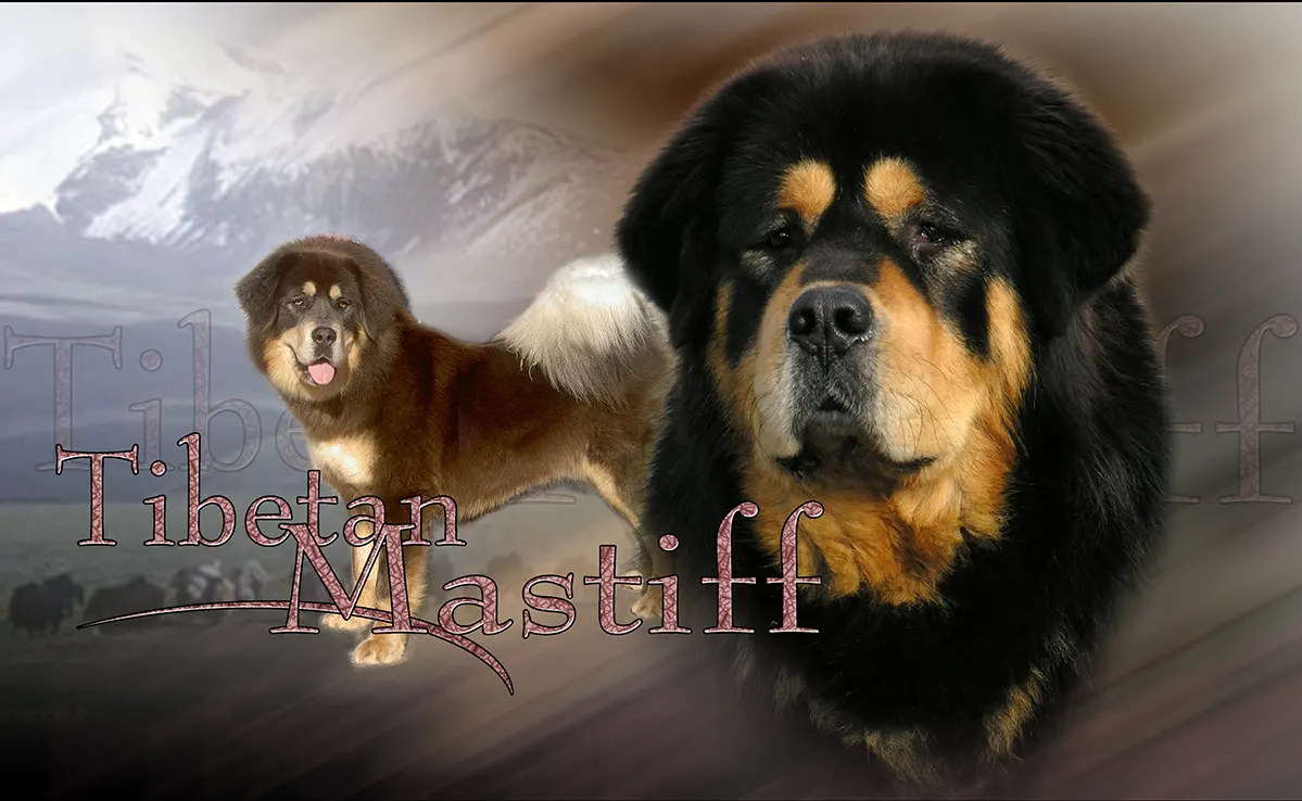 Dogue Du Tibet
