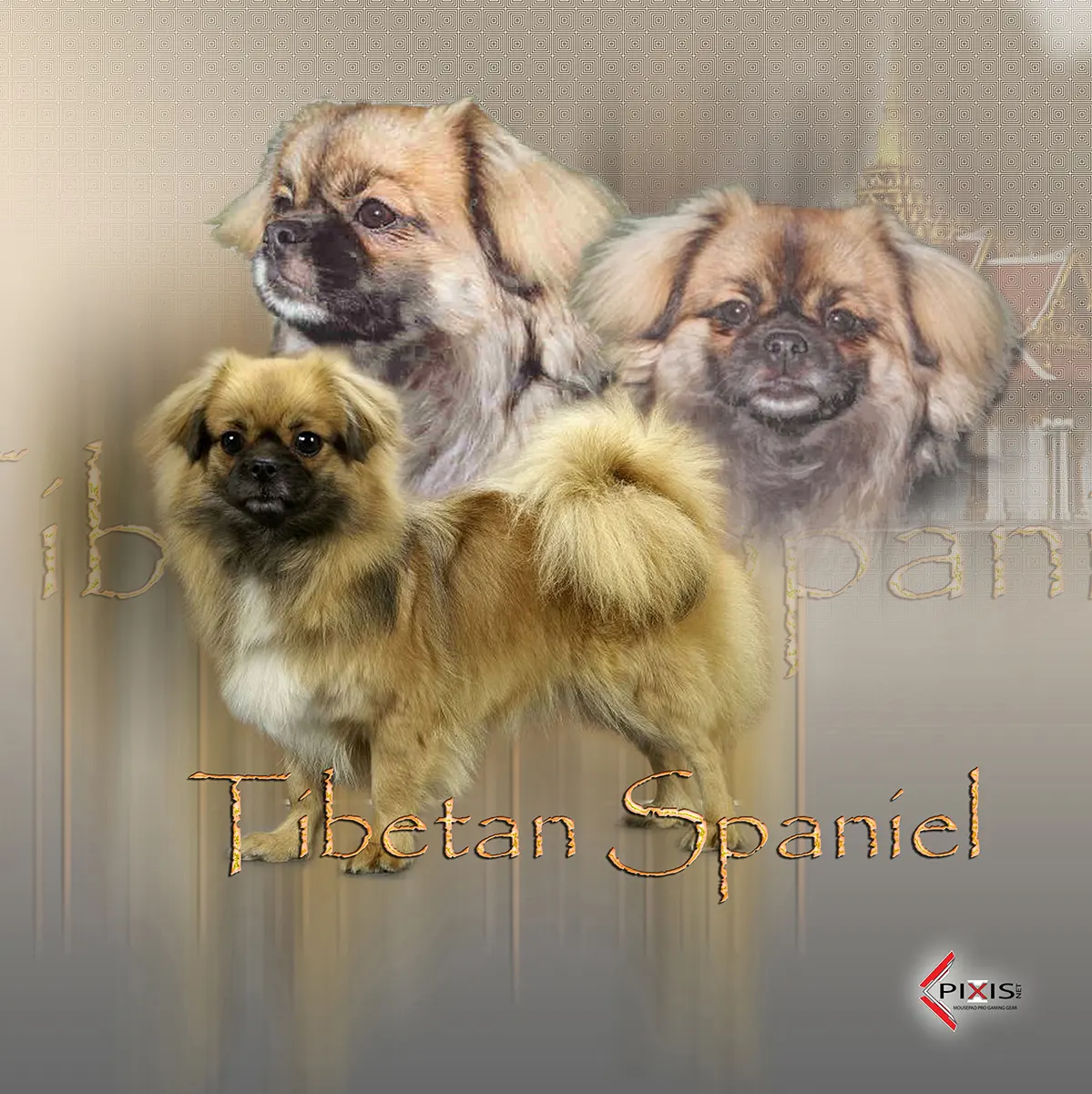 plaque attention chien epagneul du tibet