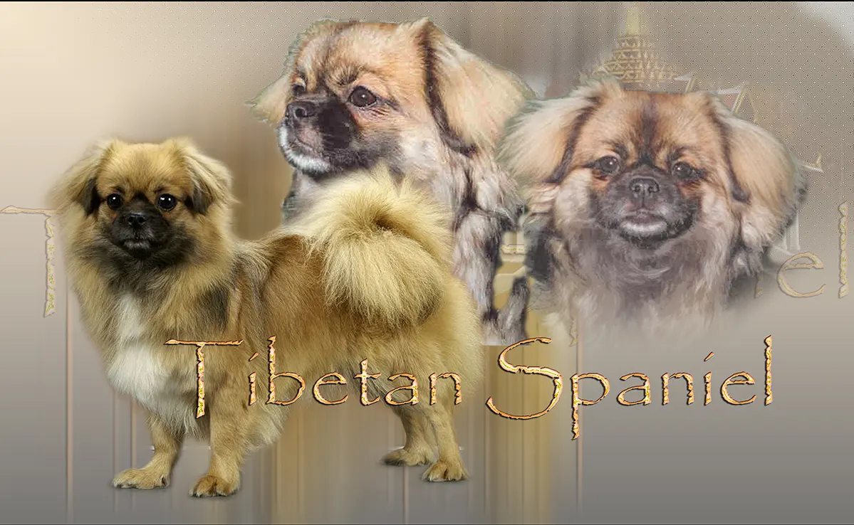 Epagneul Du Tibet