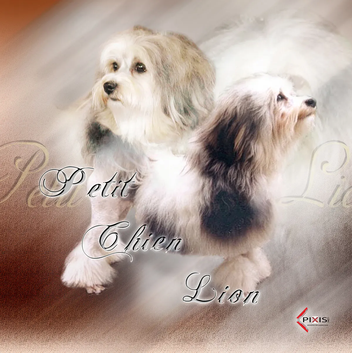 Petit Chien Lion plaque attention chien petit chien lion