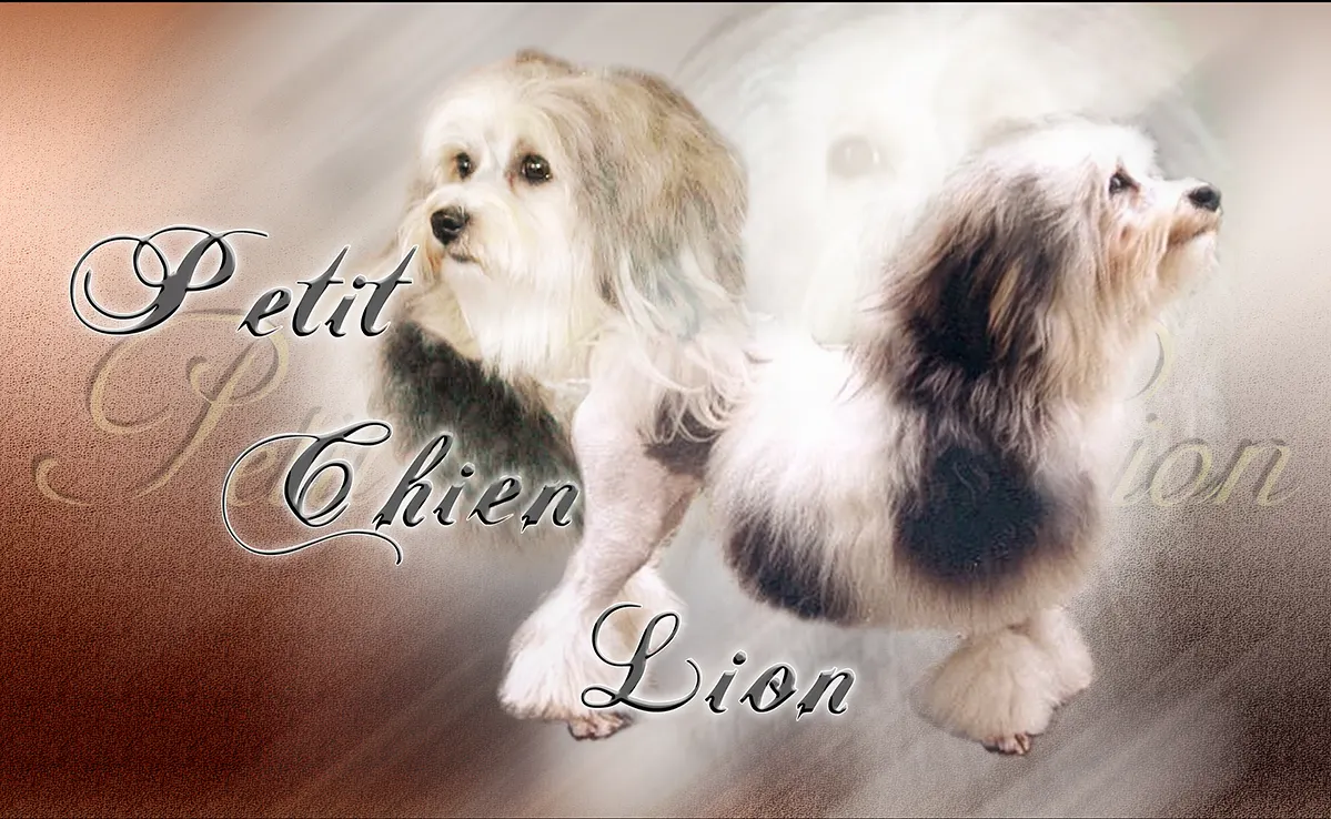Petit Chien Lion
