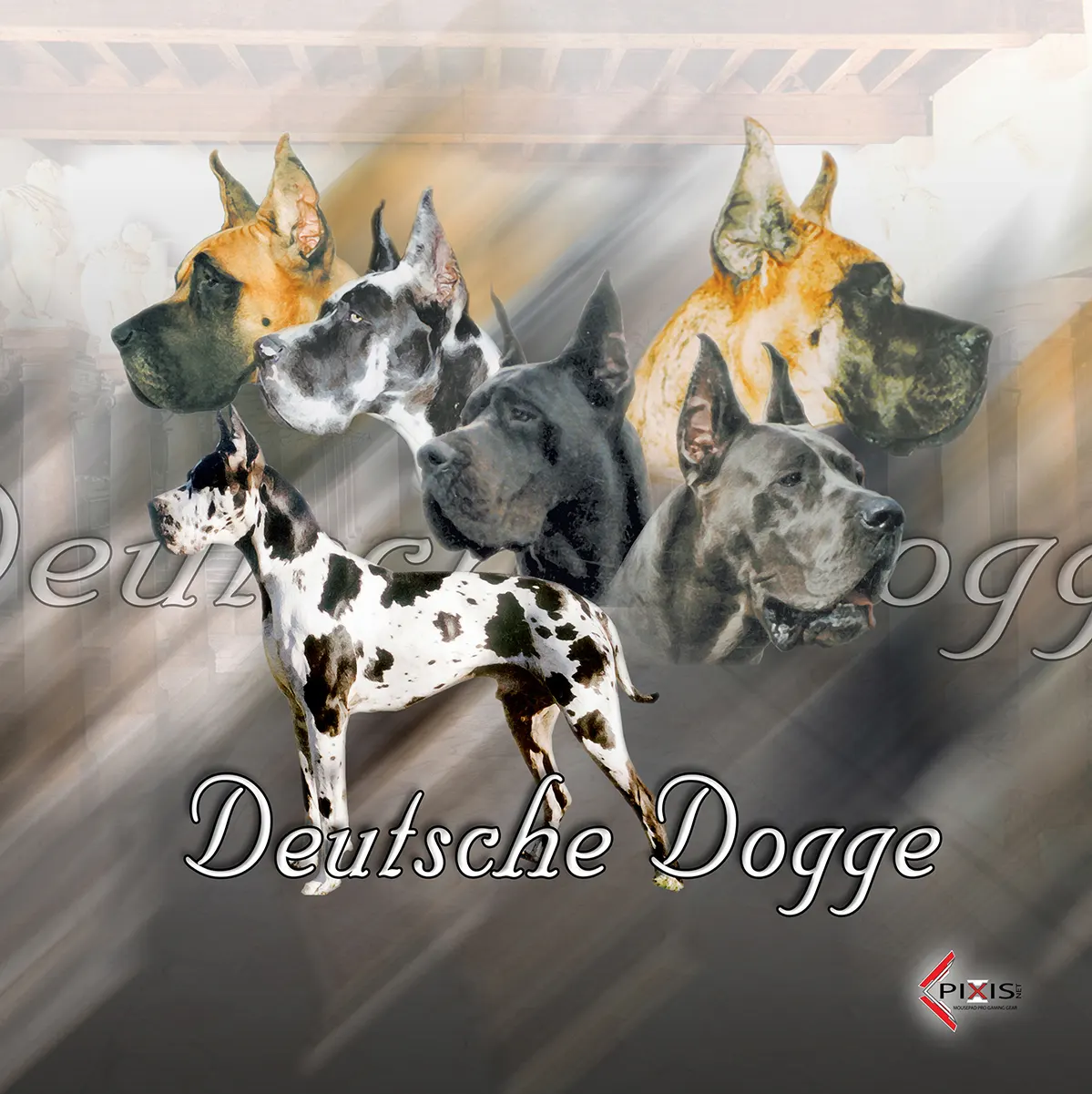 Dogue Allemand plaque attention chien dogue allemand