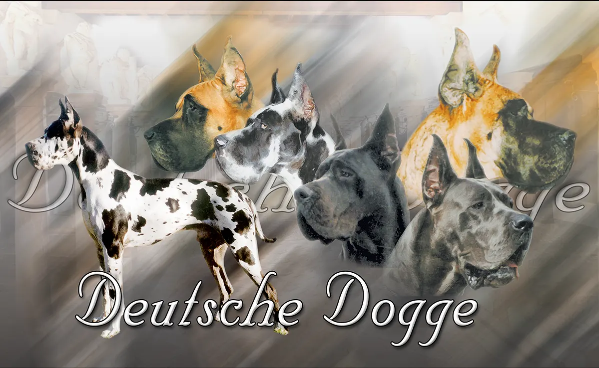 Dogue Allemand