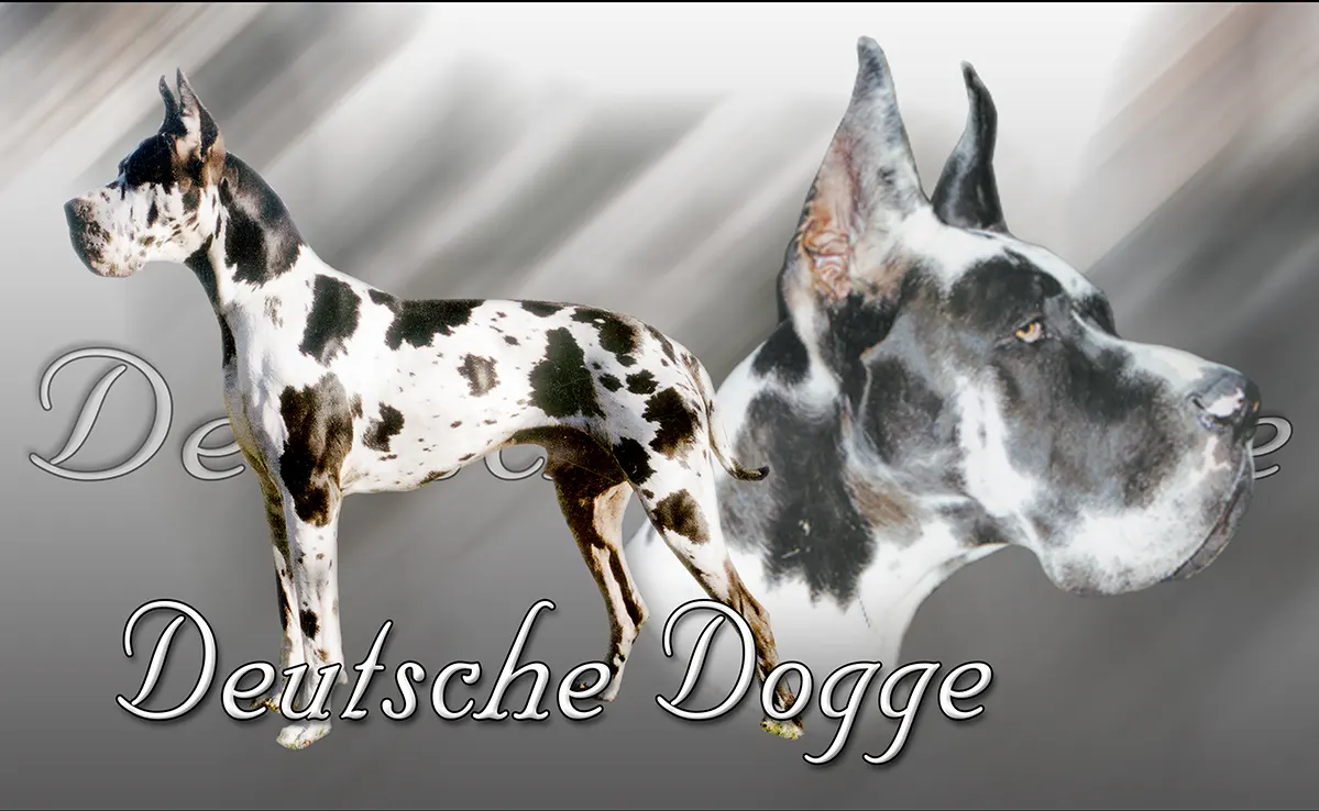 Dogue Allemand