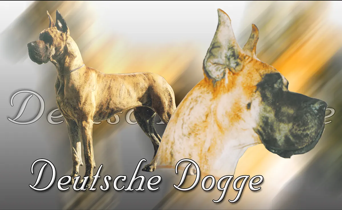 Dogue Allemand
