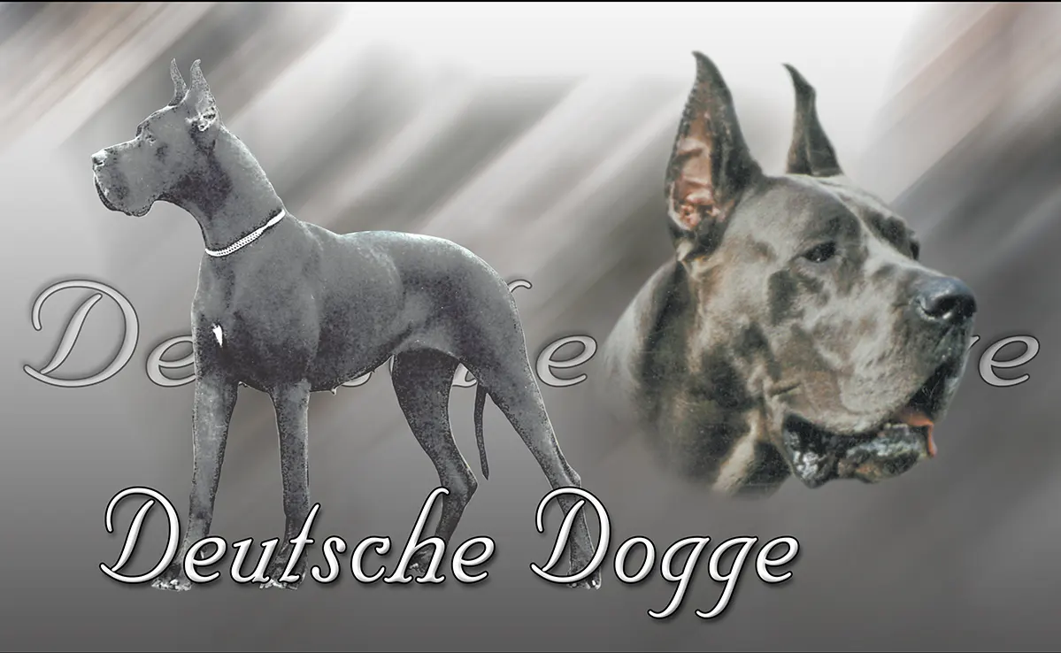Dogue Allemand