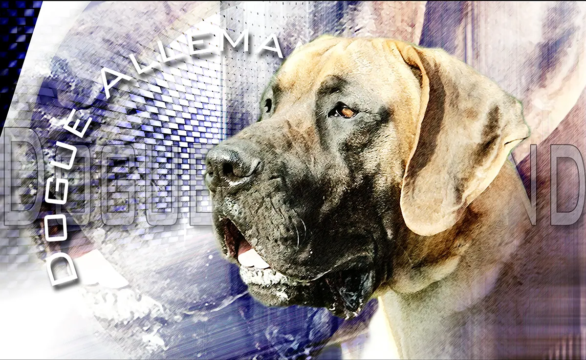Dogue Allemand