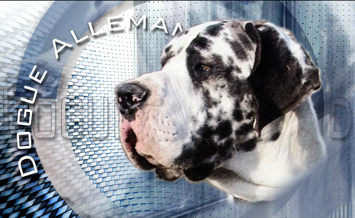 Dogue Allemand