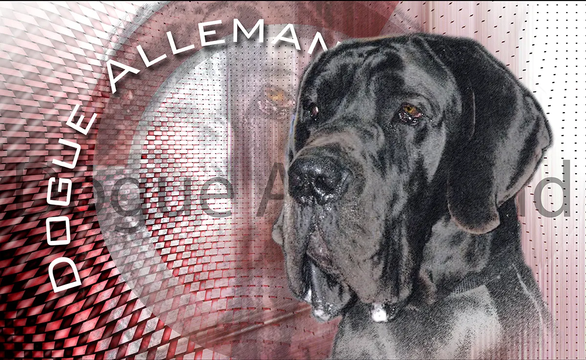 Dogue Allemand