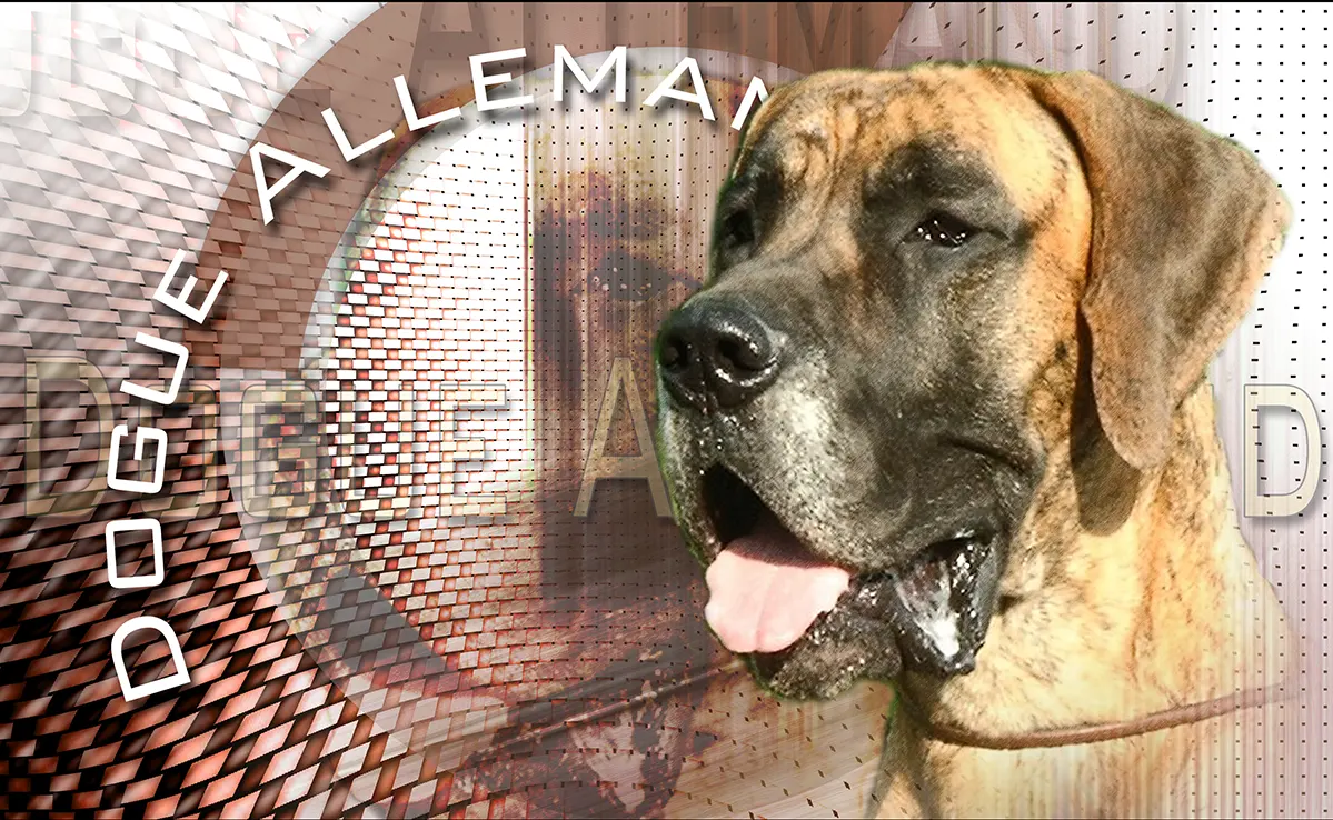 Dogue Allemand