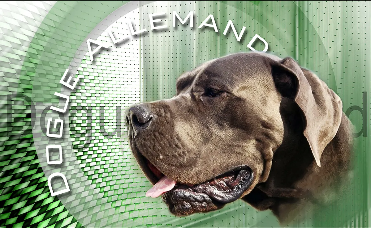 Dogue Allemand