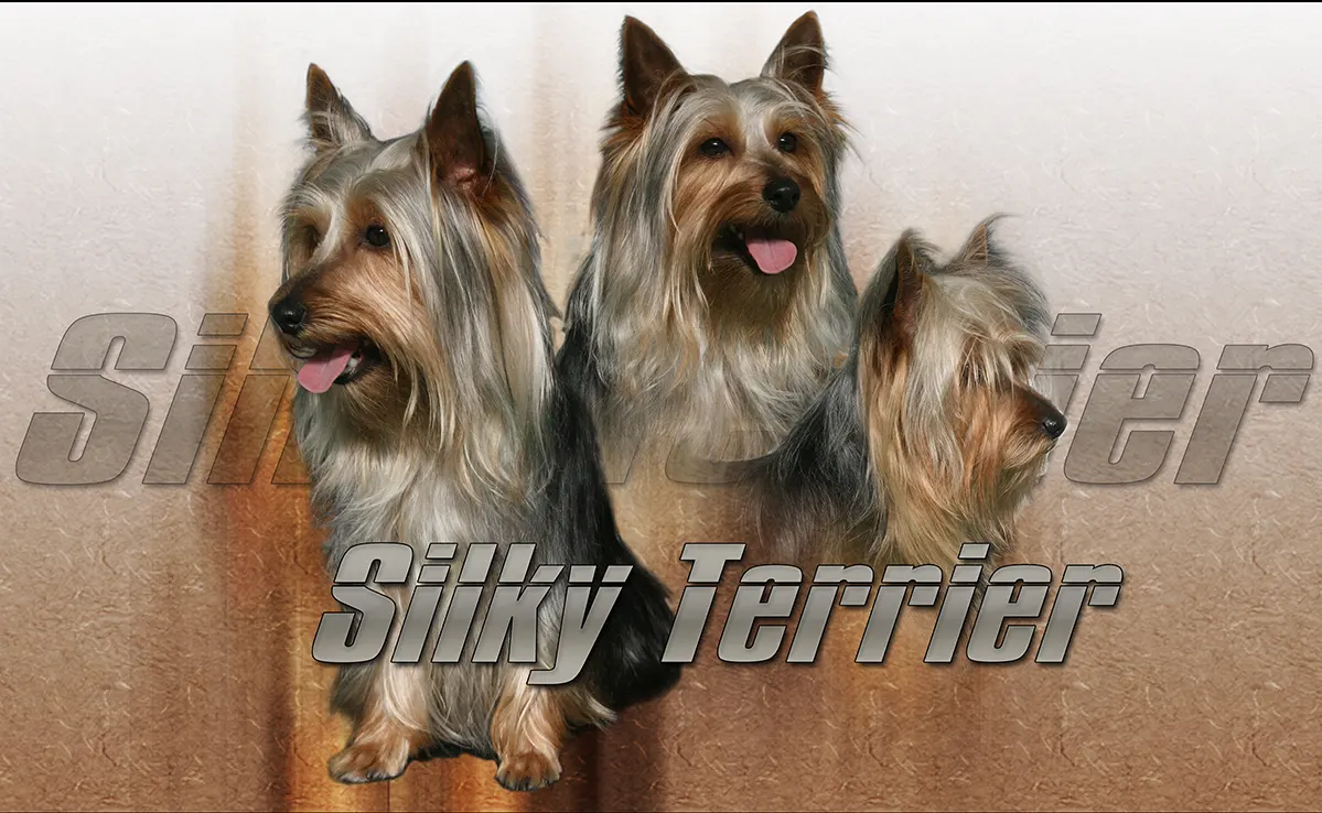 Silky Terrier