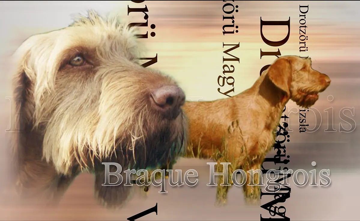 Vizla Poil Dur