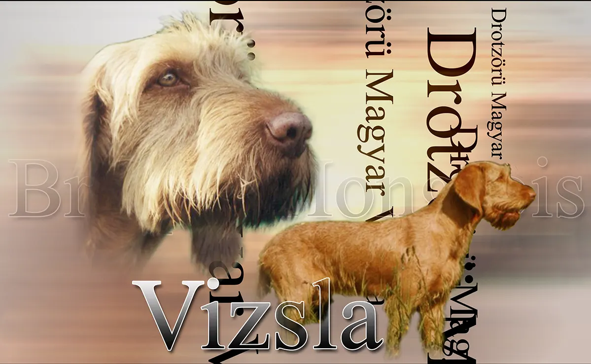 Vizla Poil Dur