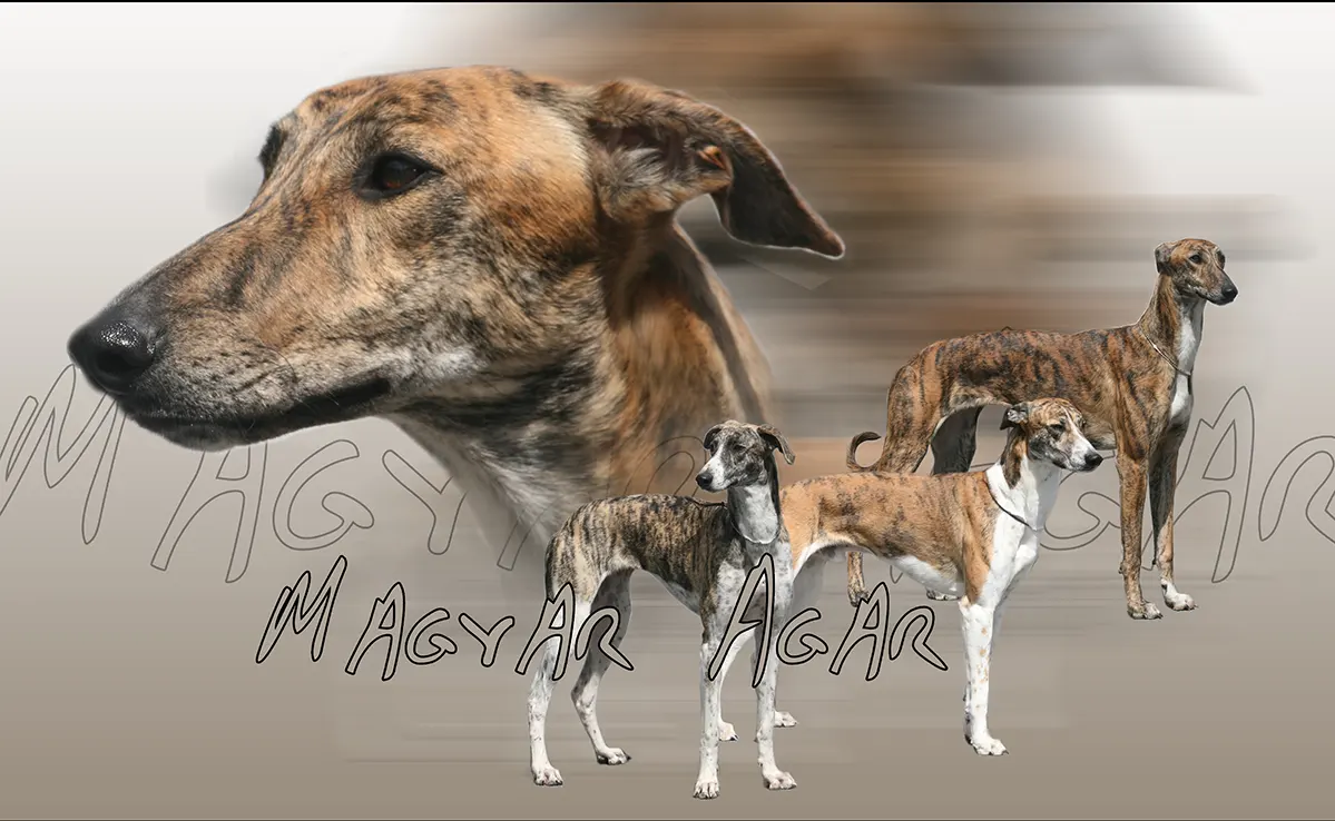 Magyar Agar